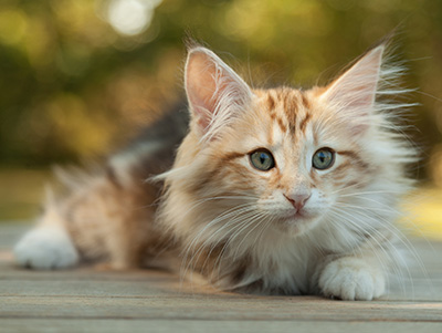 Mikkel - 12 weeks old