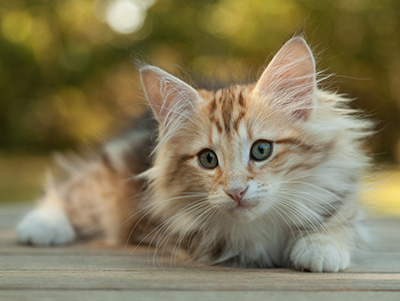 Mikkel - 12 weeks old