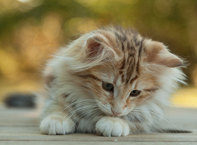 Mikkel - 12 weeks old