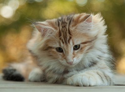 Mikkel - 12 weeks old