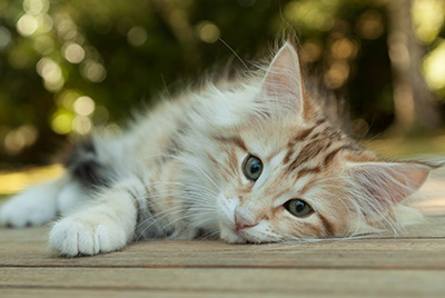 Mikkel - 12 weeks old