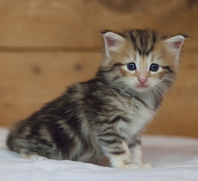 Mikkel - 3 weeks old
