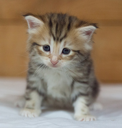 Mikkel - 3 weeks old