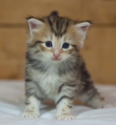 Mikkel - 3 weeks old