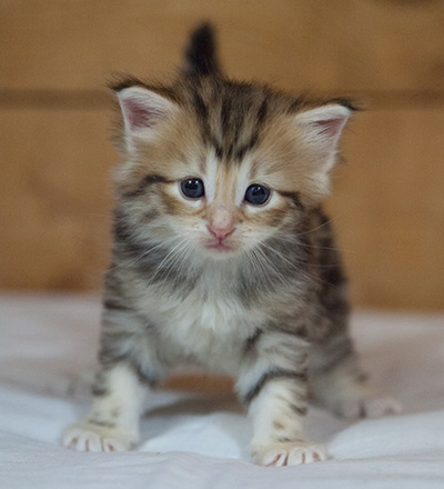 Mikkel - 3 weeks old
