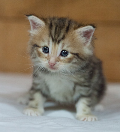 Mikkel - 3 weeks old