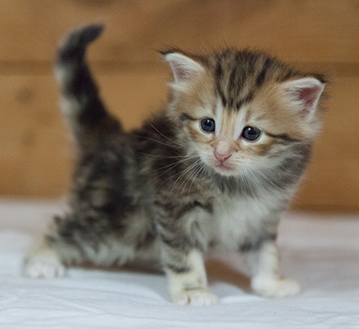 Mikkel - 3 weeks old
