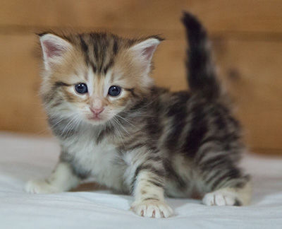 Mikkel - 3 weeks old