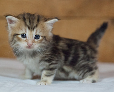 Mikkel - 3 weeks old