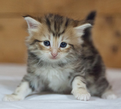 Mikkel - 3 weeks old