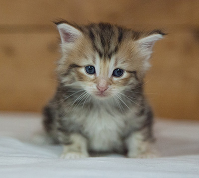 Mikkel - 3 weeks old