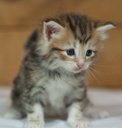 Mikkel - 3 weeks old