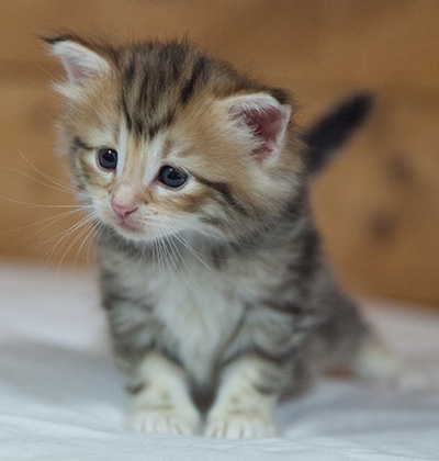 Mikkel - 3 weeks old