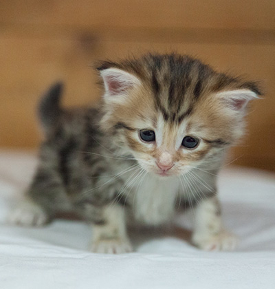 Mikkel - 3 weeks old