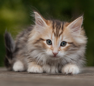Mikkel - 9 weeks old