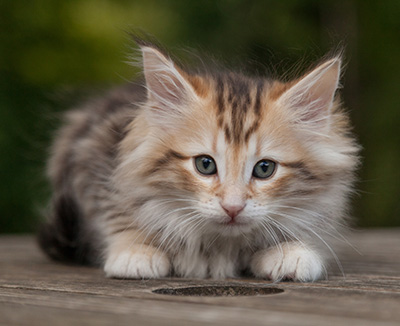 Mikkel - 9 weeks old