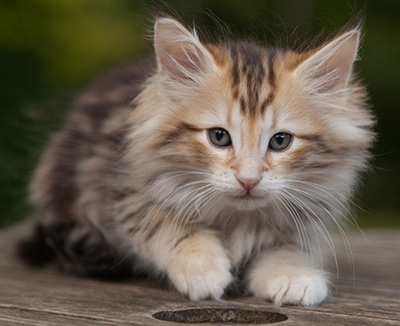 Mikkel - 9 weeks old