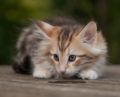 Mikkel - 9 weeks old