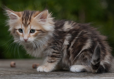 Mikkel - 9 weeks old