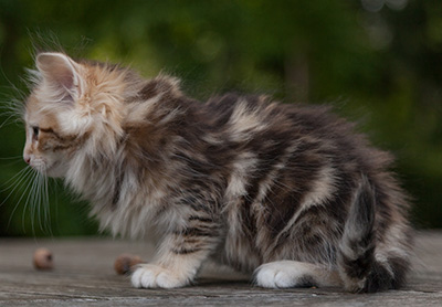 Mikkel - 9 weeks old