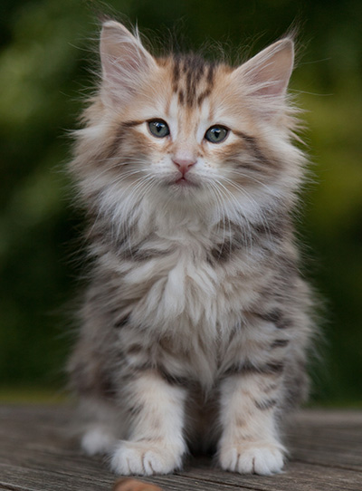 Mikkel - 9 weeks old