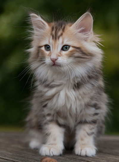 Mikkel - 9 weeks old
