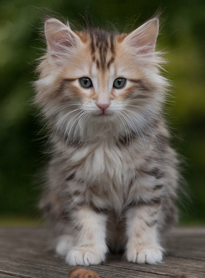 Mikkel - 9 weeks old