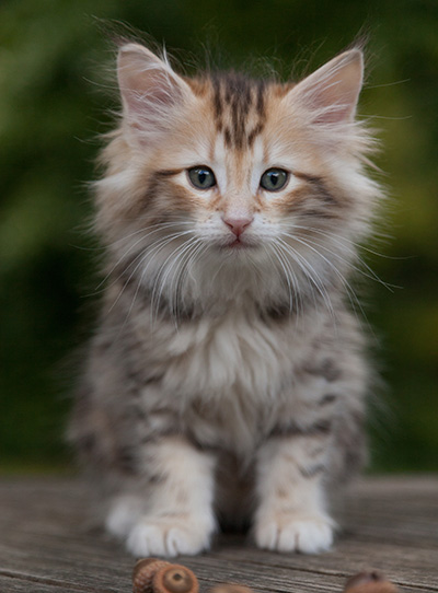 Mikkel - 9 weeks old