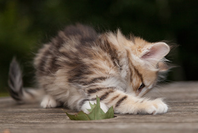 Mikkel - 9 weeks old
