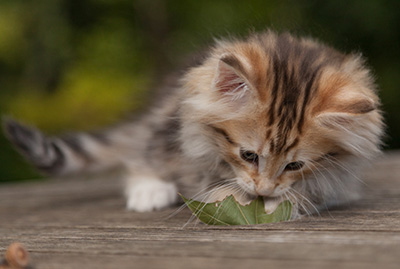 Mikkel - 9 weeks old