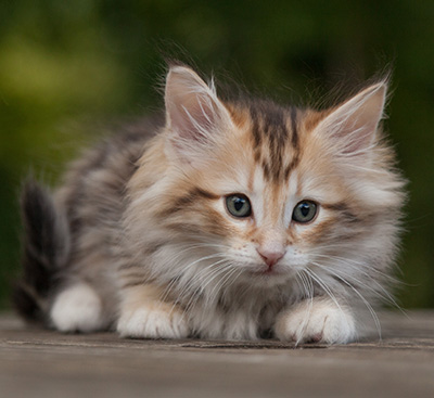 Mikkel - 9 weeks old