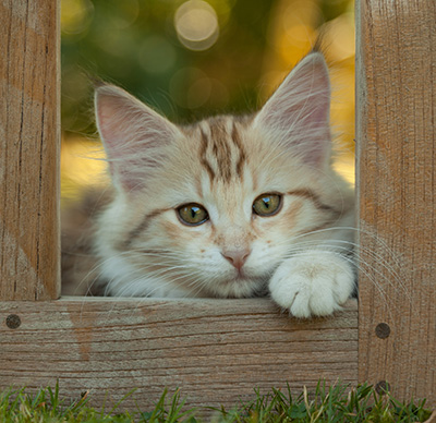 Milanka - 12 weeks old