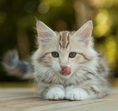 Milanka - 12 weeks old