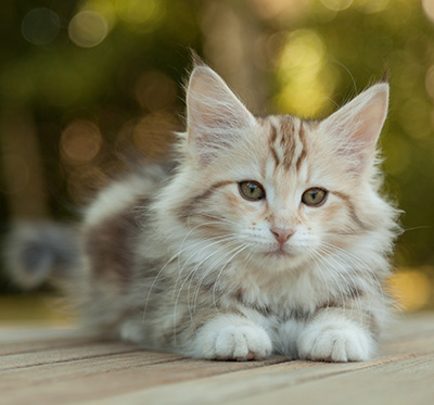 Milanka - 12 weeks old