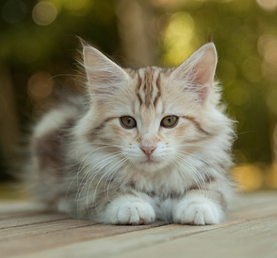 Milanka - 12 weeks old
