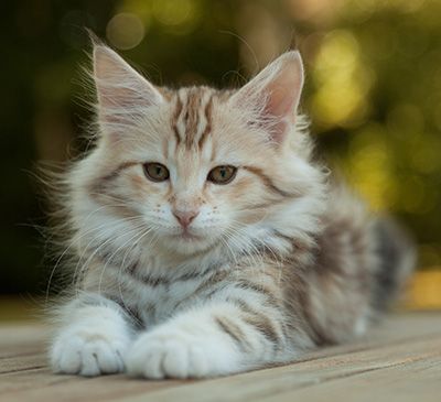 Milanka - 12 weeks old