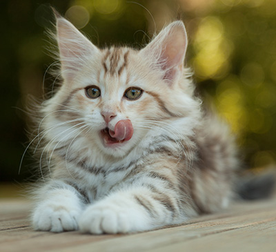 Milanka - 12 weeks old