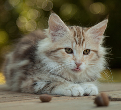 Milanka - 12 weeks old