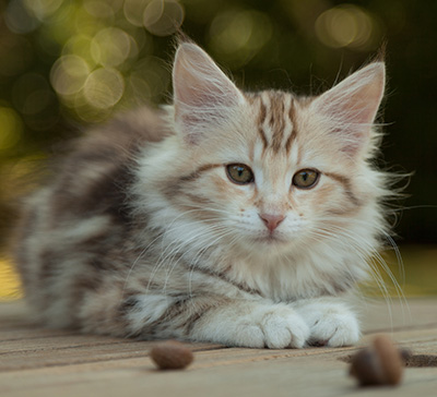 Milanka - 12 weeks old
