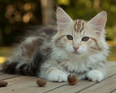 Milanka - 12 weeks old