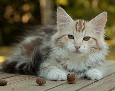 Milanka - 12 weeks old