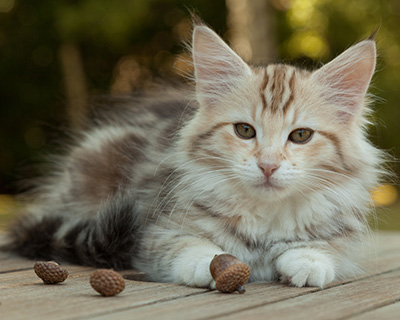 Milanka - 12 weeks old