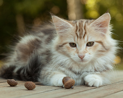 Milanka - 12 weeks old