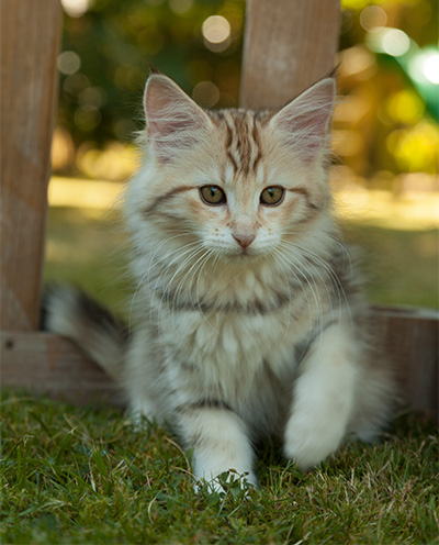 Milanka - 12 weeks old