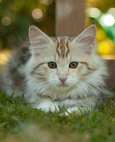 Milanka - 12 weeks old