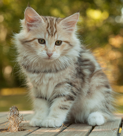 Milanka - 12 weeks old