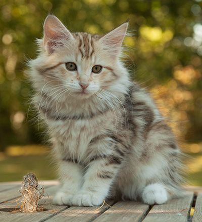 Milanka - 12 weeks old