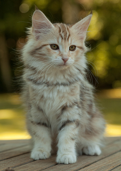 Milanka - 12 weeks old