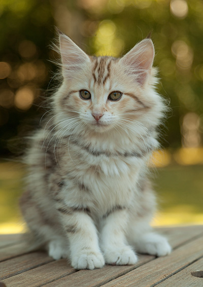 Milanka - 12 weeks old