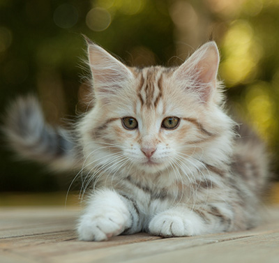 Milanka - 12 weeks old